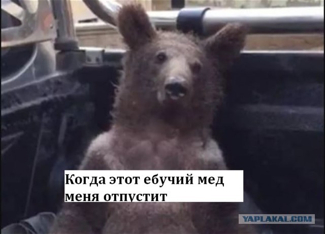 В Турции спасли медведя, который опьянел после употребления галлюциногенного меда.