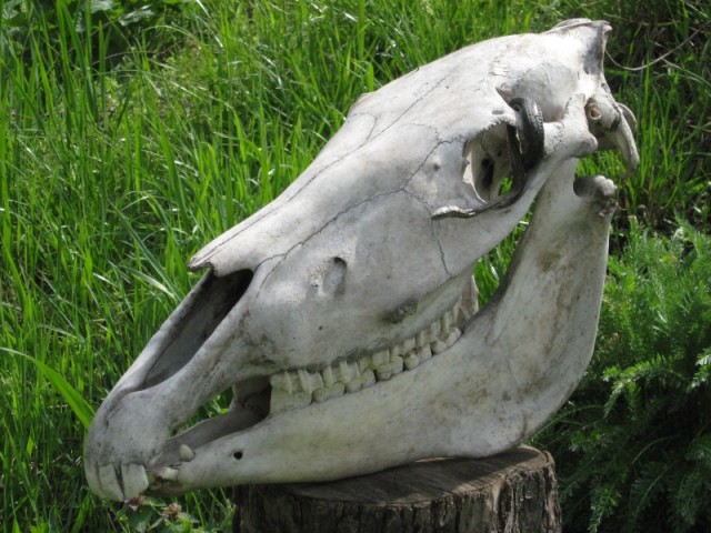 Остров Хортица и Запорожская Сечь