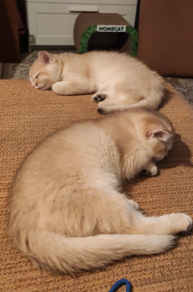 Котовторник 18.10.22