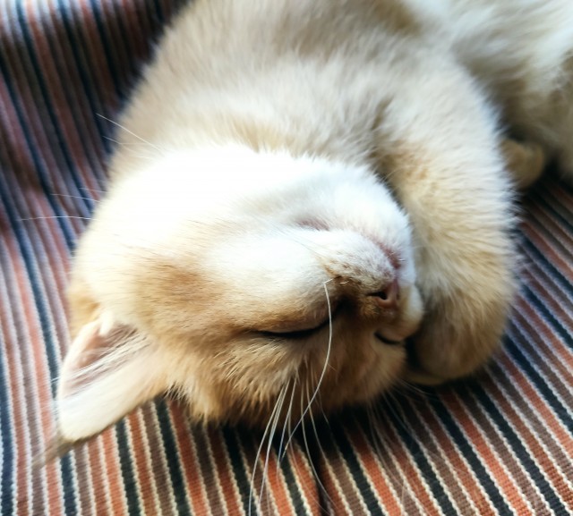 Котовторник 1.11.22