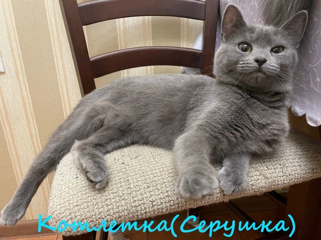 Жизнь домашнего приюта "Котоленд" 361