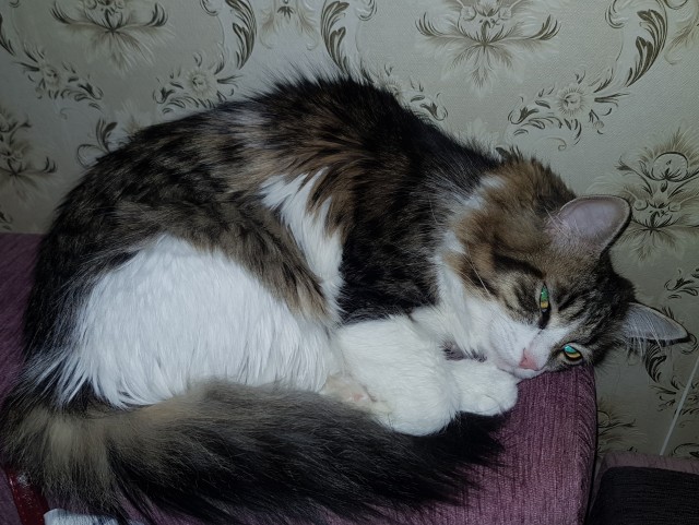 Котовторник