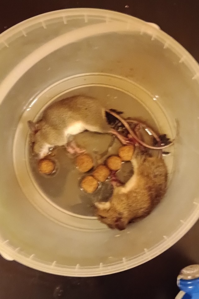 Поймал засранца