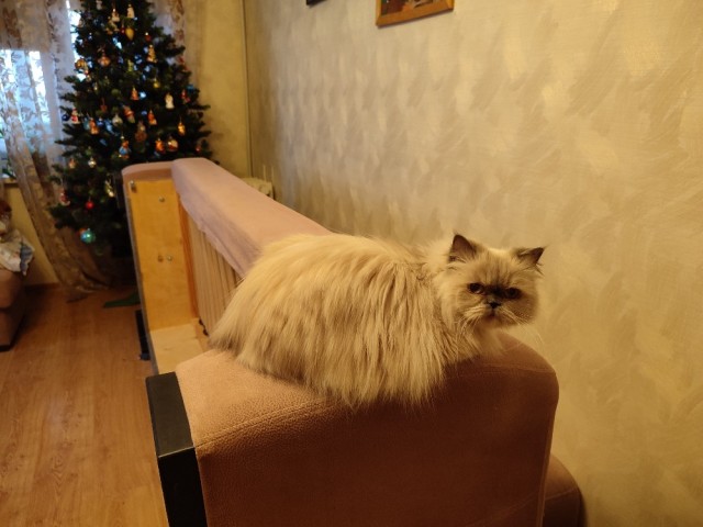 Как мы с кошенькой диван чинили