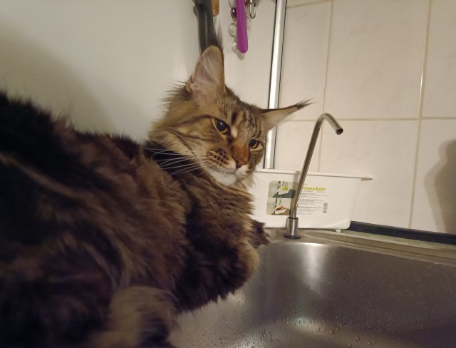 Кошка
