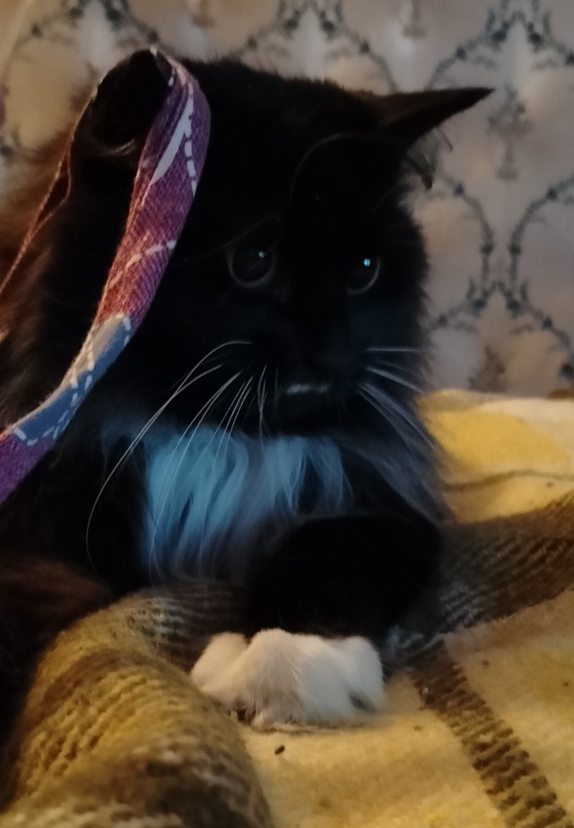К котовторнику