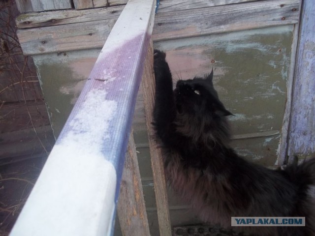 Жизнь домашнего приюта для котеек 432