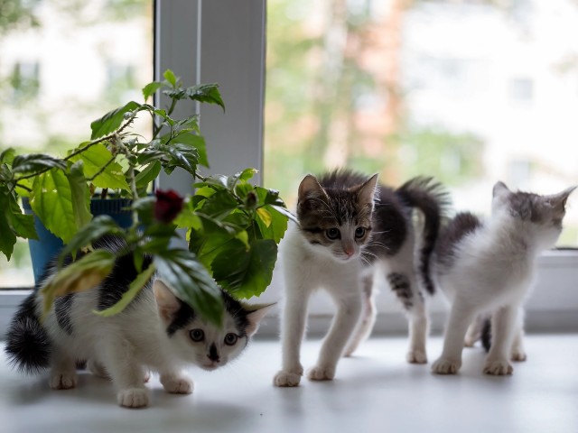 Вы хочите кошек, их есть у меня...