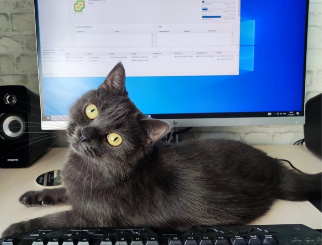 Котовторник. Моему мультяшке 1 год