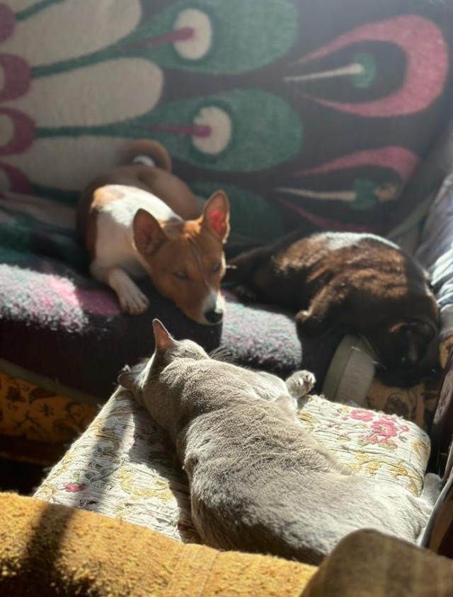 Позы для сна у кошек - что они означают?