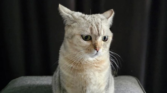 Через сколько времени кошка забывает хозяев и как долго она может их помнить