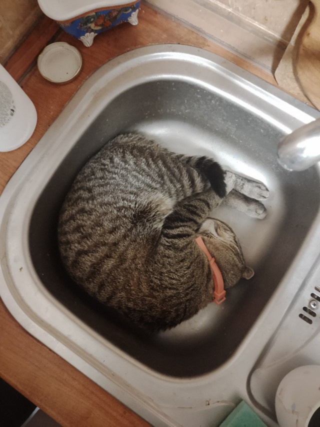 К котовторнику. Пришел жить