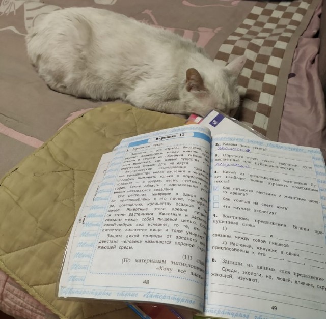 Извините,  что не во вторник, но у меня кот преисполнился!