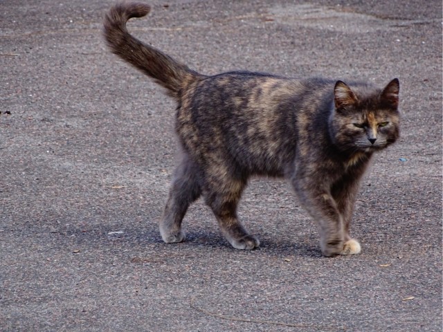 Котовторник продолжается