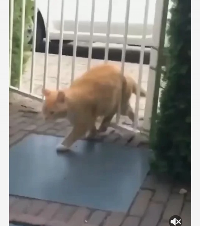 Немного ебанины