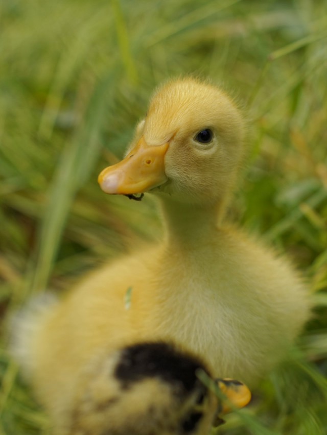 Позитивный утёнок