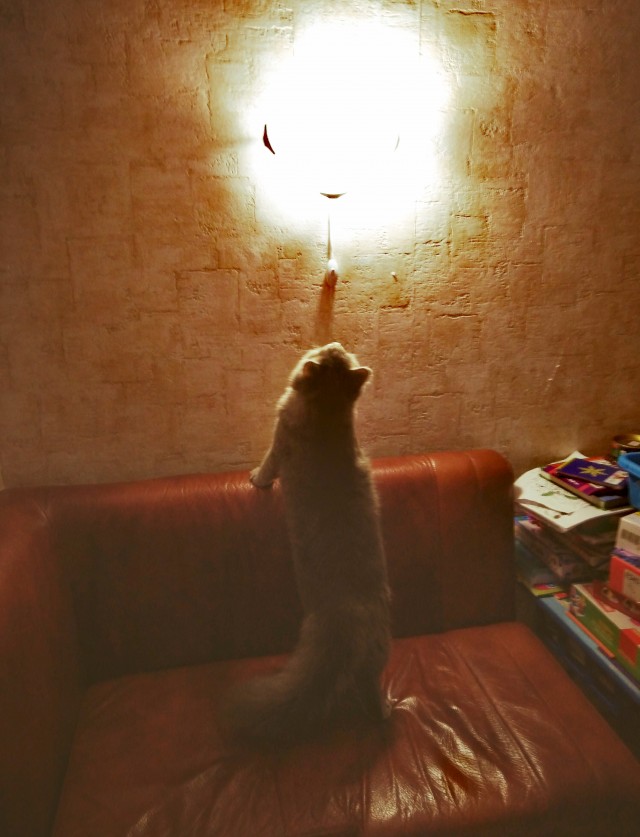 Котовторник