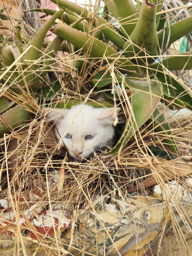 Уличные кошки Марокко