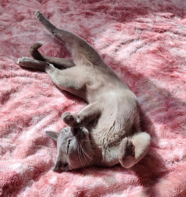 Принимайте в свои ряды которабы