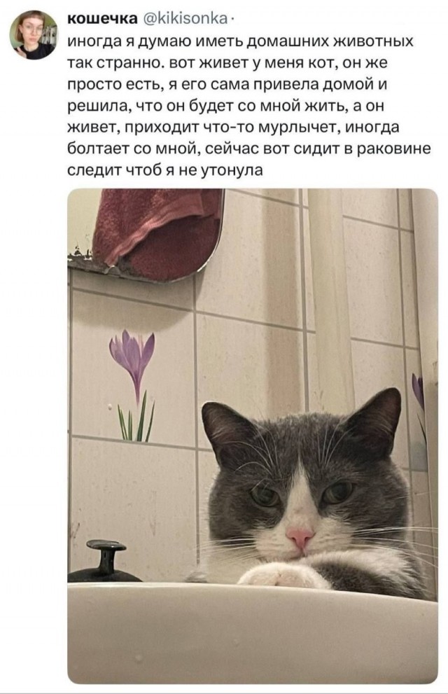 К котоворнику