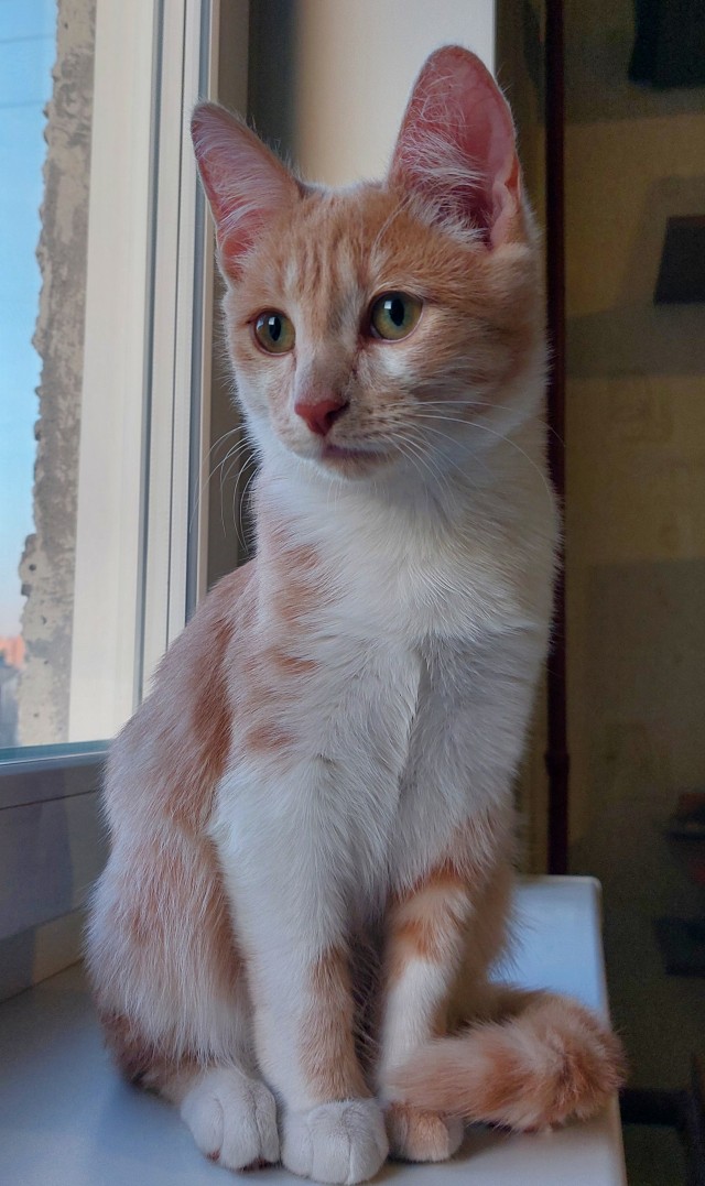 Котское.