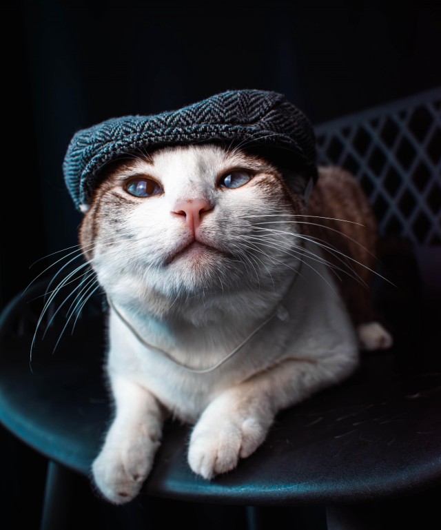 Острые козырьки (котовторник).