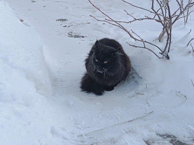 Перфекто