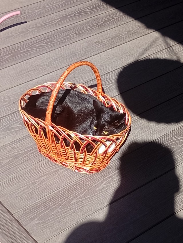 Котовторник