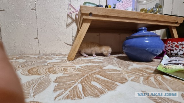 Персик он же Лютик, он же Лютый, он же Люся