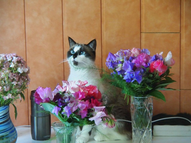 Очередной котовторник