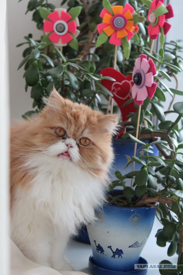 Котовторник 25.02.2014