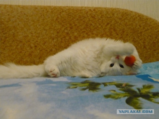 Котовторник 6.05.2014