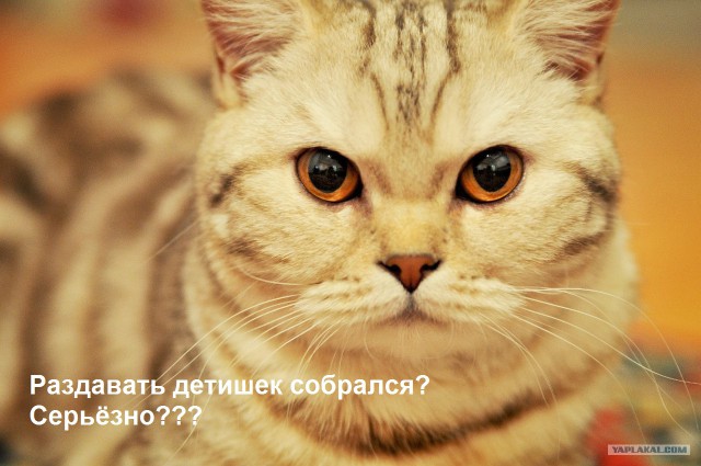 А у меня кошка))