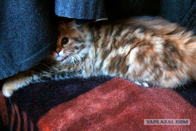 Котовторник 12.08.2014
