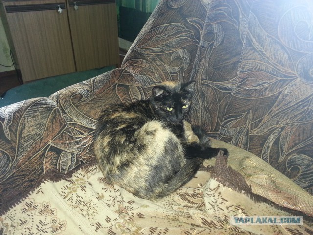 Котовторник 02.09.2014