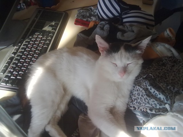 А как спит ваш кот?