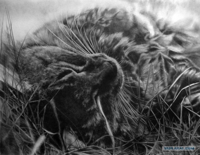 Рисованный котовторник