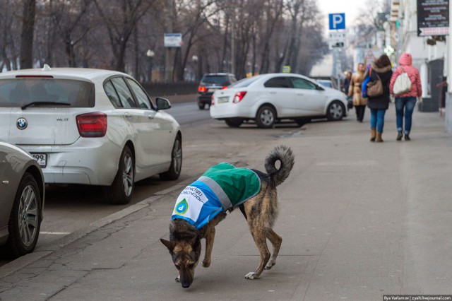 Дептранс спустит на нарушителей собак