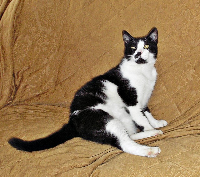 Моим котам