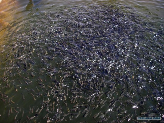 Руководство по морепродуктам: пангасиус