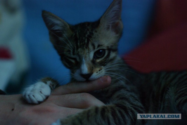 Котовторник 07 04 2015