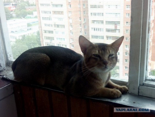 Котовторник  21.07.2015