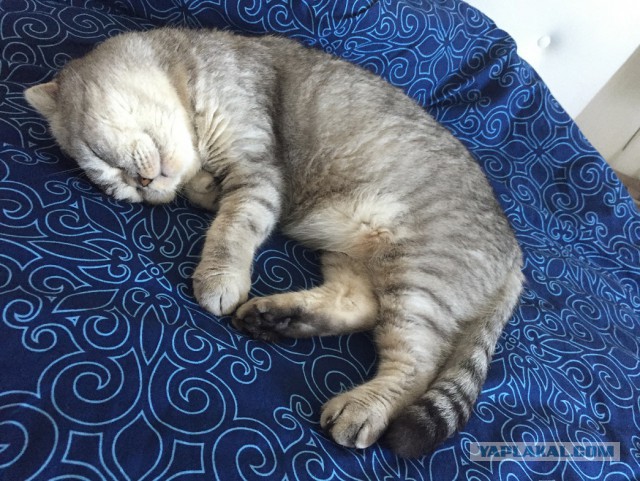 Котовторник
