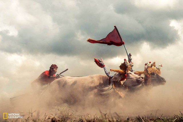 Лучшие фотографии National Geographic 2015