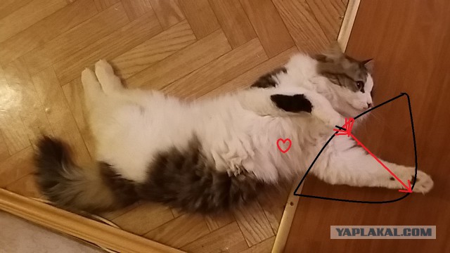 Котовторник 19.01.2016