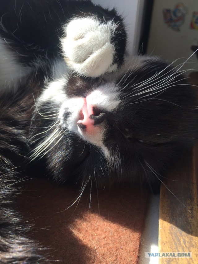 Котовторник