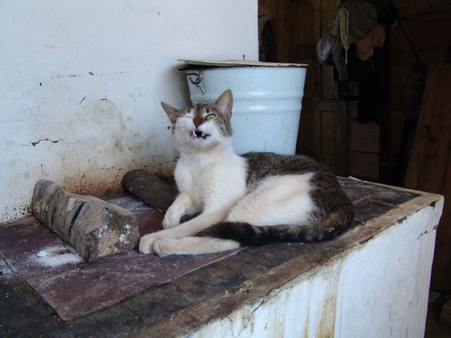 Коты, кошки, котята