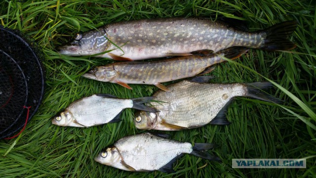 Рыбалка на реке Луза