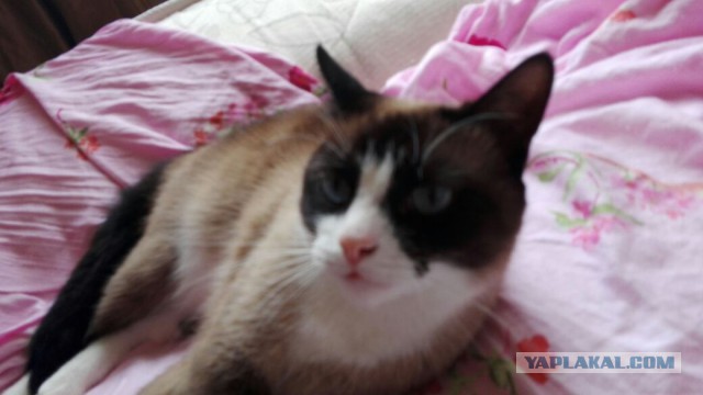 Котовторник 09.08.2016