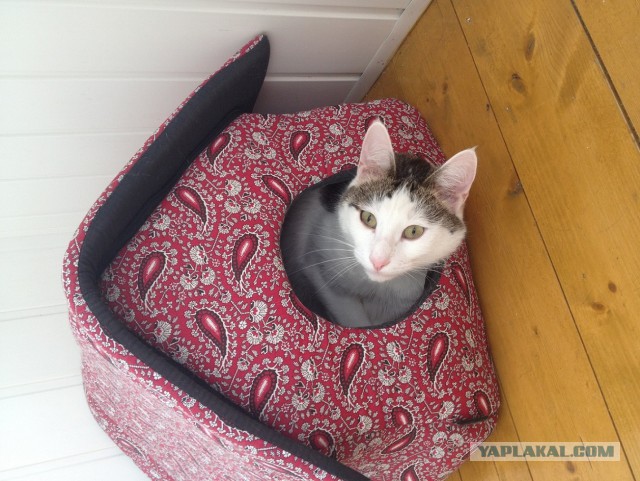 Котовторник 18.10.2016